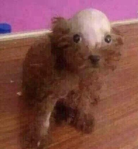 Create meme: bald dog, toy poodle , that poodle dog