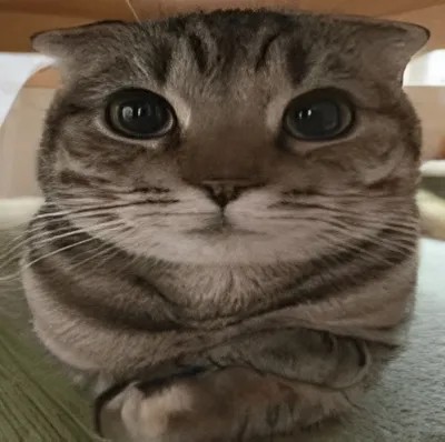 Create meme: cute cats , the cat from memes, cat 