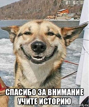 Create meme: happy dog meme, happy dog , meme happy 