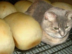 Create meme: cat, cat bread meme, I'm not the bread I cat
