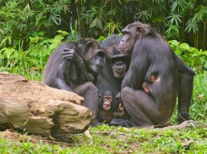 Создать мем: приматы бонобо спаривание, шимпанзе бонобо, самка бонобо