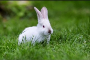 Создать мем: маленькие кролики, австралийский кролик белый, белый заяц на траве