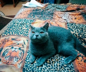 Создать мем: британский кот, чистокровная британская кошка, голубая кошка британская