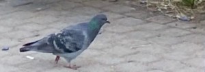 Create meme: pigeons doves, wild pigeon, smart pigeon