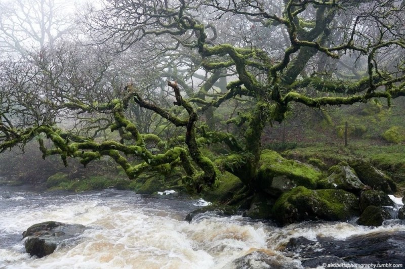 Create meme: Dartmoor england forest, mystical forest, forests of England
