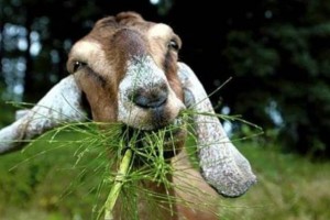 Создать мем: кормление коз, нубийские козы, альпийские козы