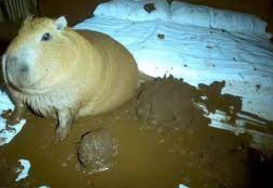 Create meme: big guinea pig, Guinea pig skinny, the capybara 