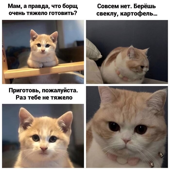 Создать мем: котик, большие котики, мемы