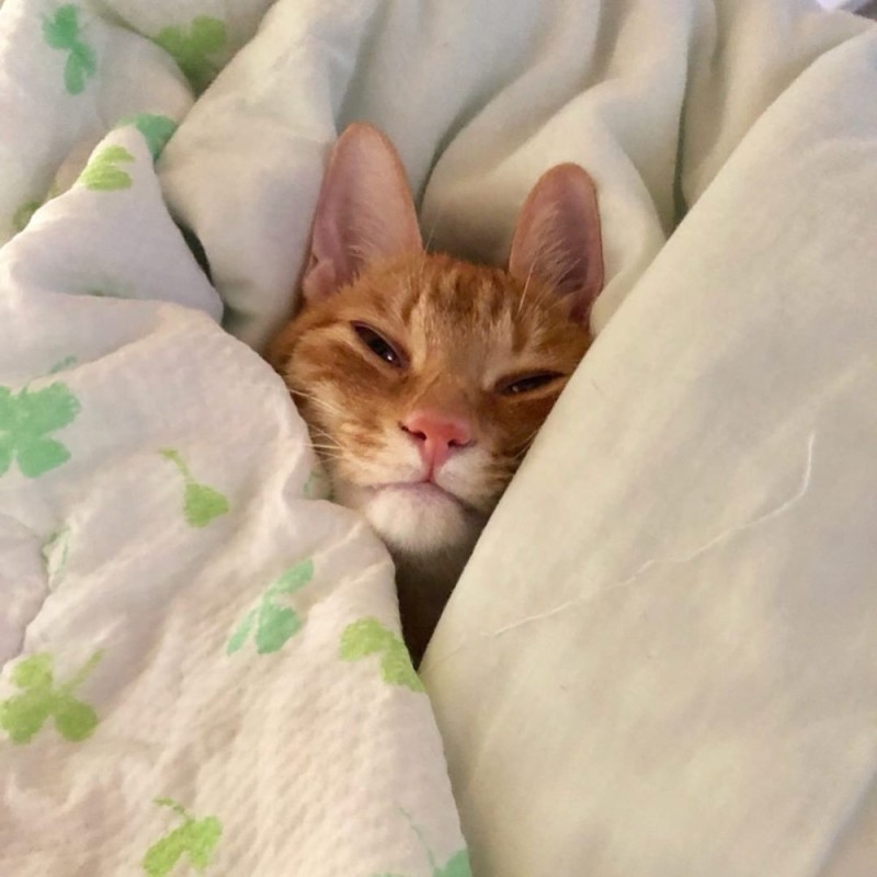 Create meme: cat under a blanket, sleeping ginger cat, sleepy cat
