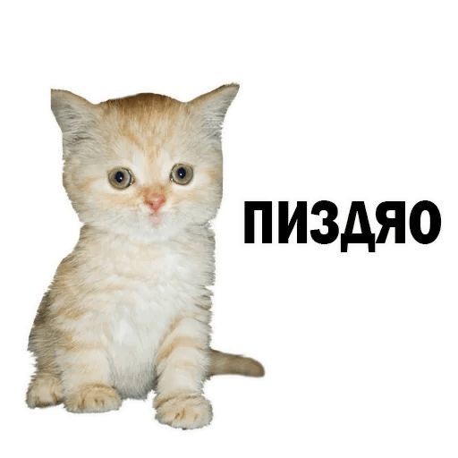 Create meme: cat , kitten meme, memes cat