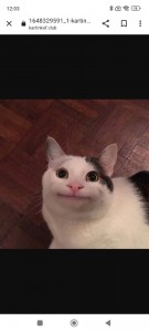 Create meme: memes with cats, cat meme, smiling cat meme