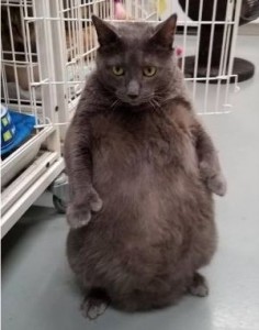 Создать мем: самый толстый кот, толстый кот, толстый котик