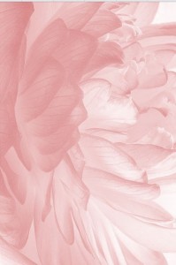 Create meme: beautiful flowers, pink background, floral background