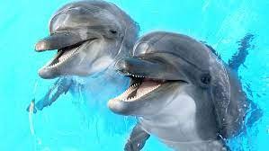 Создать мем: дельфины в дельфинарии, пара дельфинов, животные дельфины