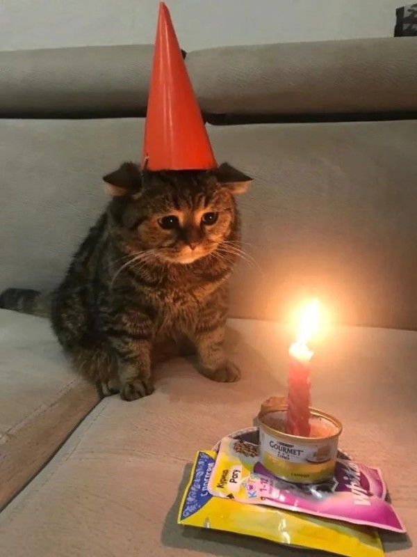 Create meme: cat birthday, birthday a sad holiday, a cat in a festive hat