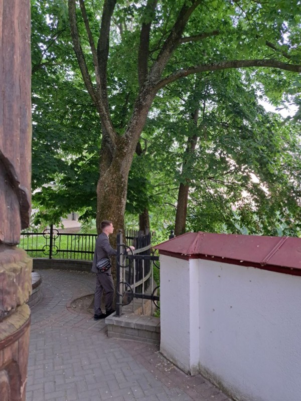 Create meme: oak, petrovsky oak in kolomenskoye, mikhailovsky garden alley