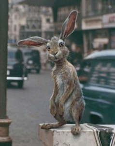 Create meme: Hare & Hare, hare, deer-rabbit