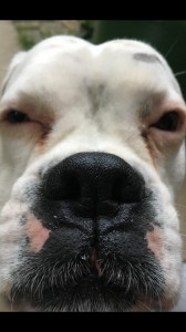 Create meme: the nose of a Labrador, dog dog with a curious nose into the camera, English bulldog red eyes
