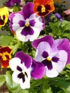 Create meme: viola, Pansy ordinary, Pansy flowers