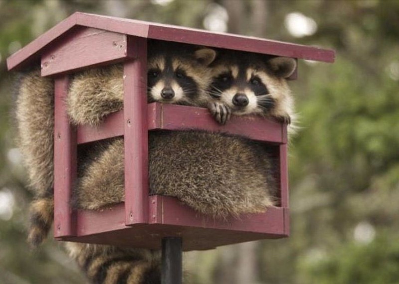 Create meme: a house for a raccoon, raccoons , two raccoons 