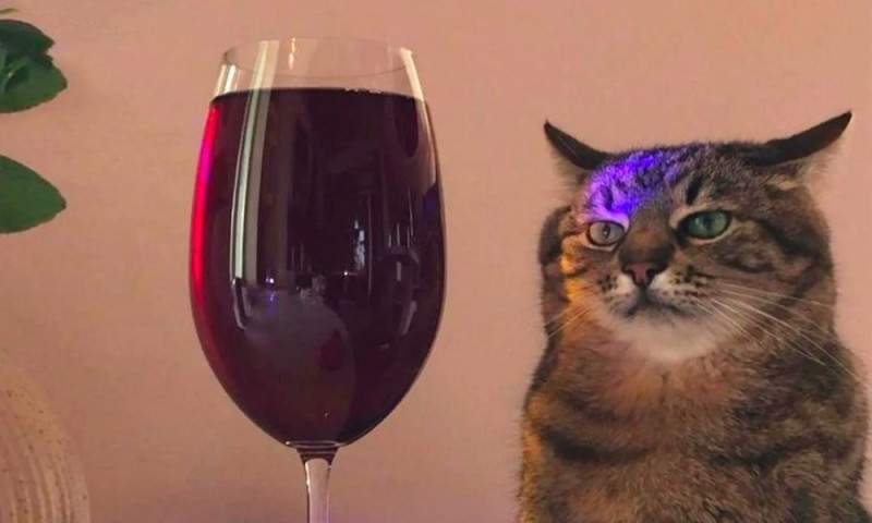 Create meme: cat with a glass of wine, cat stepan with a glass, sad cat with a glass