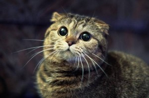 Create meme: nyashnye seals, Scottish fold cat, seals