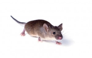 Создать мем: домовая мышь, мышка животное, мышь крадется без надписи