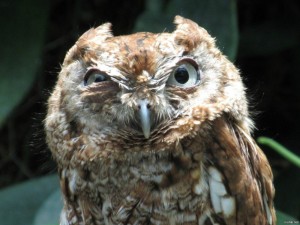 Create meme: sleepy owl, unhappy owl, owl twitching eye