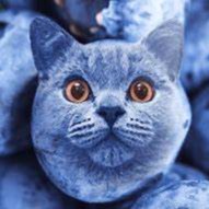 Создать мем: кот черника, британская кошка голубая боком, кошка синяя