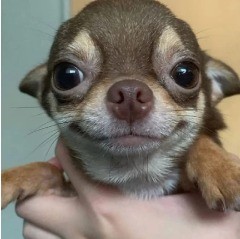 Create meme: Chihuahua dog, bug - eyed chihuahua, mini Chihuahua