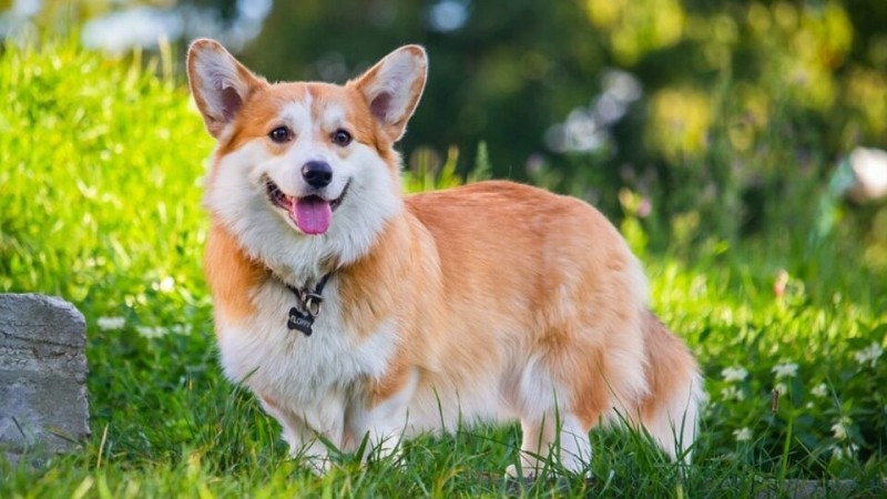 Create meme: breed of dogs welsh corgi, breed Welsh Corgi, Corgi