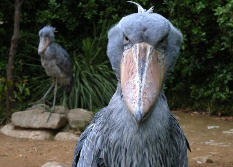 Create meme: the shoebill , the shoebill Heron Royal, heron whalehead