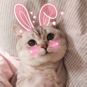 Create meme: seals, cute cats funny, cute kitty