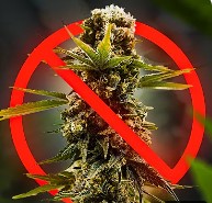 Create meme: marijuana , cannabis , cannabis sativa