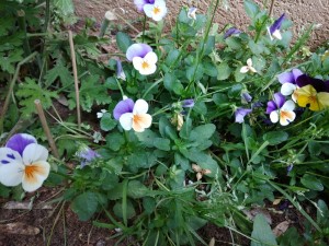 Create meme: viola tricolor plant photo, Daisy, "viola tricolor, or pansies (lat.