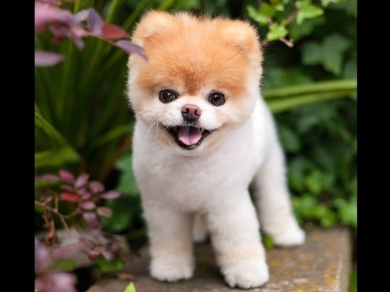 Create meme: micro pomeranian, pomeranian pomeranian boo, dog Pomeranian