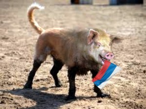 Create meme: wild boar, dirty pig, pig