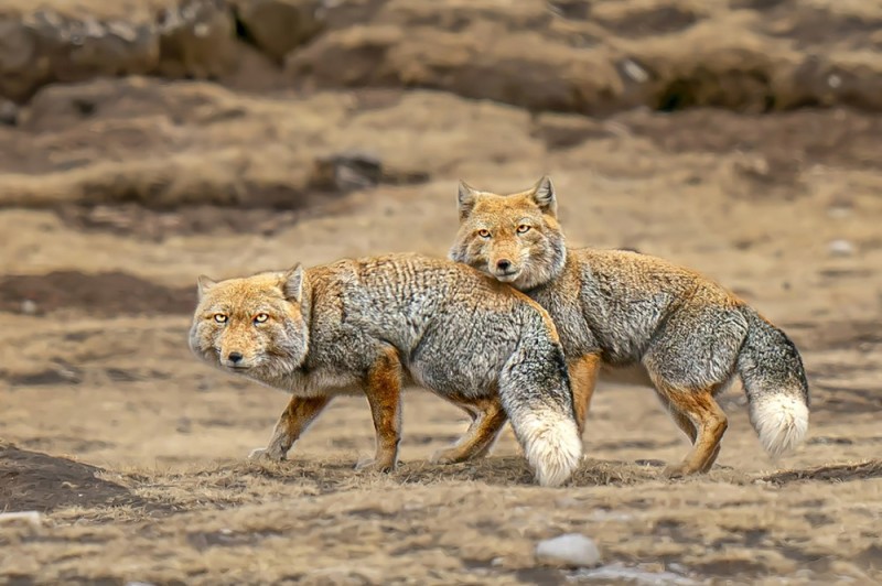 Create meme: Himalayan fox, tibetan sand fox, tibetan fox