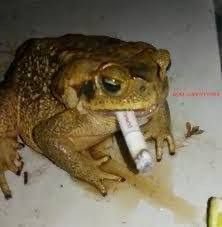 Создать мем: лягушка, лягушка с сигаретой, обыкновенная жаба