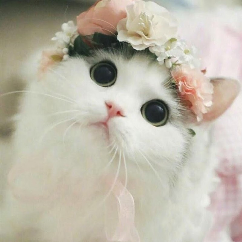 Create meme: cute cat, a cute cat, nyashnye seals 