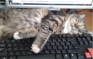 Create meme: cat on the keyboard, Kote, tired cat