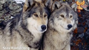 Create meme: two wolves, grey wolf, wolf wolf