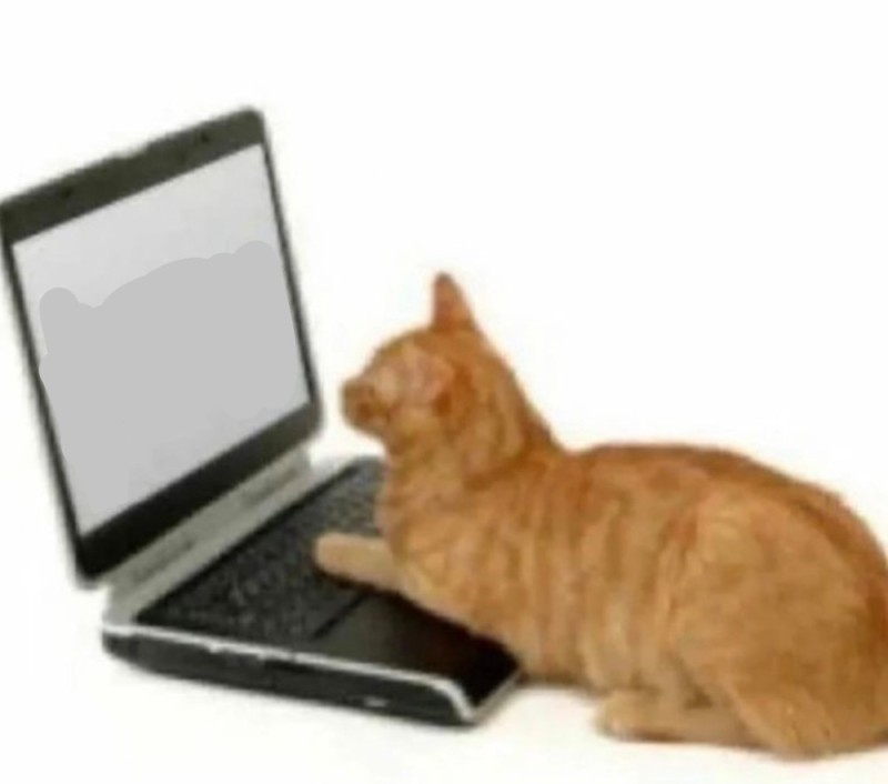 Создать мем: кошка и ноутбук, кот с ноутбуком, рыжий кот ноутбук
