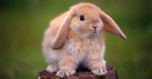 Create meme: a pet rabbit, rabbit