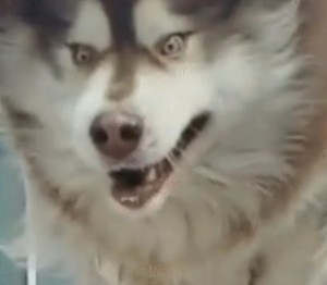 Create meme: eskimo dog, Alaskan Malamute, dog