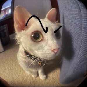Create meme: eyes of a cat, cat funny, cat