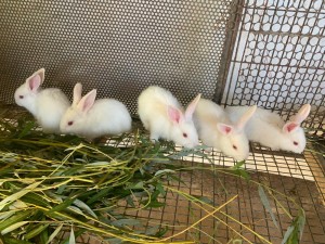 Создать мем: какого цвета рождаются крольчата у нзб, калифорнийские крольчата 2 месяца фото, разведение кроликов
