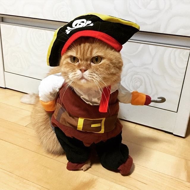 Создать мем: костюмы для кошек смешные, котик в костюме, котик пират