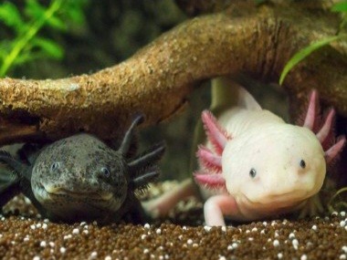 Create meme: the axolotl , The axolotl is an animal, axolotl axolotl