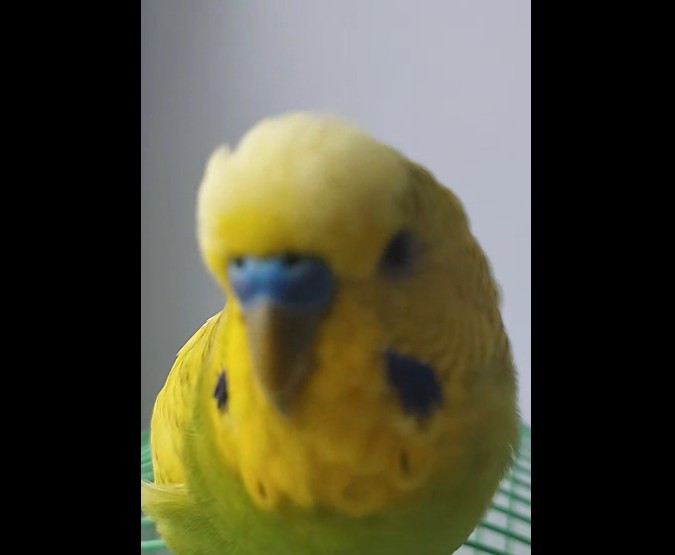 Создать мем: muhabbet kuşu, техасский чистотелый волнистый попугай, волнистый попугай пол